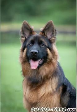 Biete Deutscher Sch&auml;ferhund