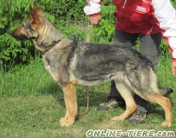 Biete Deutscher Sch&auml;ferhund