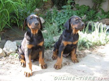 Biete Doberman
