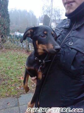 Biete Dobermann, Collie, Mischling