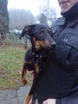 Biete Dobermann, Collie, Mischling