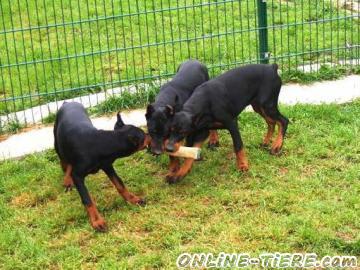 Biete Dobermann Welpen