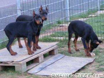 Biete Dobermann Welpen