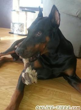 Biete Dobermann