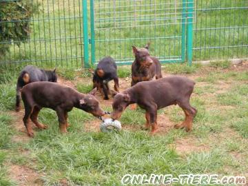 Biete Dobermann