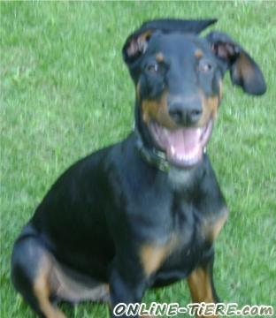 Biete Dobermann