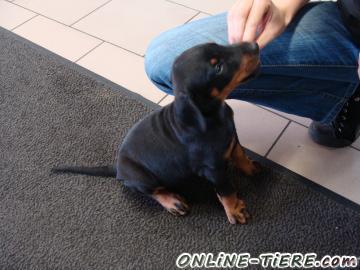 Biete Dobermann