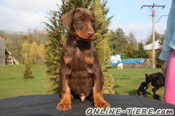 Biete Dobermann