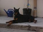 Biete Dobermann