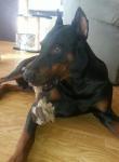 Biete Dobermann