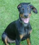 Biete Dobermann