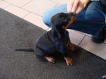 Biete Dobermann