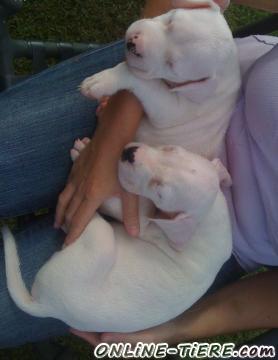 Biete Dogo Argentino