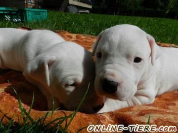 Biete Dogo Argentino