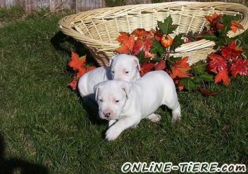 Biete Dogo Argentino