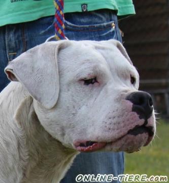 Biete Dogo Argentino