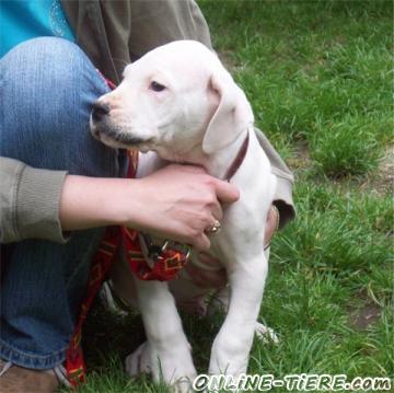 Biete Dogo Argentino