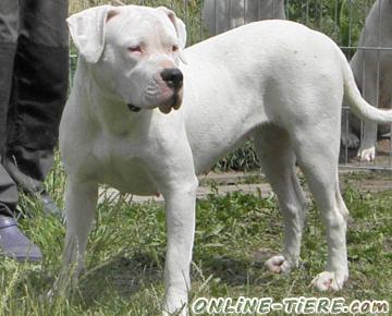 Biete Dogo Argentino