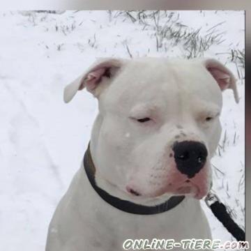 Biete Dogo Argentino