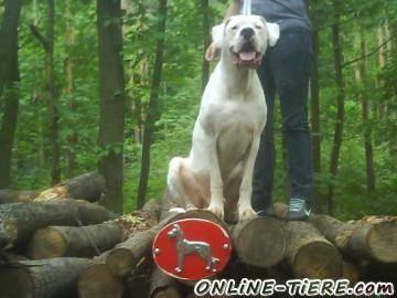 Biete Dogo Argentino