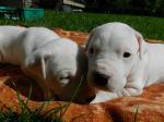 Biete Dogo Argentino