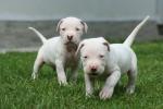 Biete Dogo Argentino