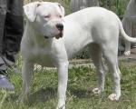 Biete Dogo Argentino