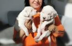 Biete Dogo Argentino