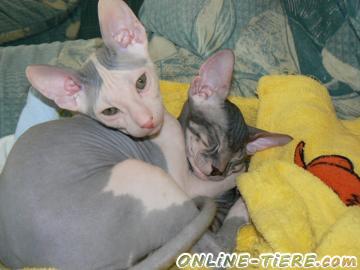 Biete Don Sphinx