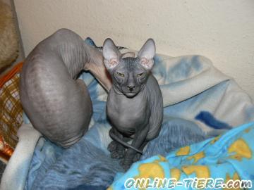 Biete Don Sphinx