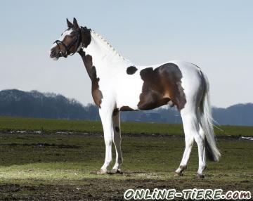 Biete Dt. Reitpony  Deckanzeige