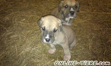 Biete Dt.Dogge-Labrador Mix Welpen