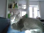 Biete 
