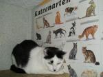 Biete 