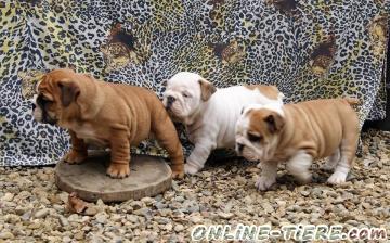 Biete Englisch Bulldogge