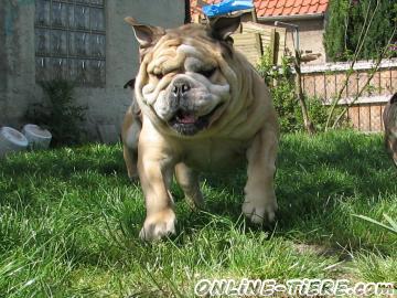 Biete Englische Bulldogge