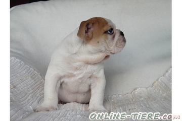 Biete Englische Bulldogge