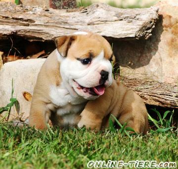 Biete Englische Bulldogge