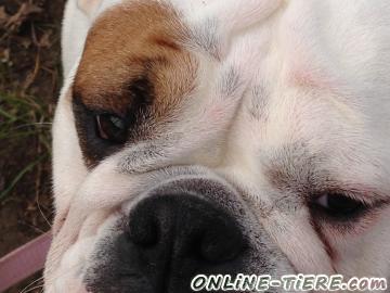 Biete Englische Bulldogge