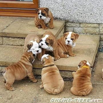 Biete Englische Bulldogge