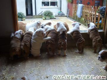 Biete Englische Bulldogge