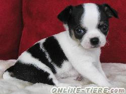 Biete Englische Bulldogge