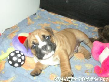 Biete Englische Bulldogge