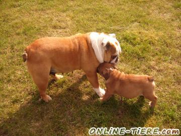 Biete Englische Bulldogge