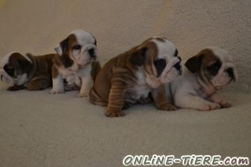 Biete Englische Bulldogge
