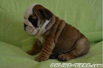Biete Englische Bulldogge