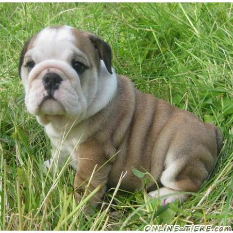 English Bulldog Puppies on Englisch Bulldogge Welpen Zur Annahme 47798 Krefeld Hunde Zu Verkaufen