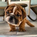 Biete Englische Bulldogge