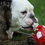 Biete Englische Bulldogge