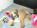 Biete Englische Bulldogge